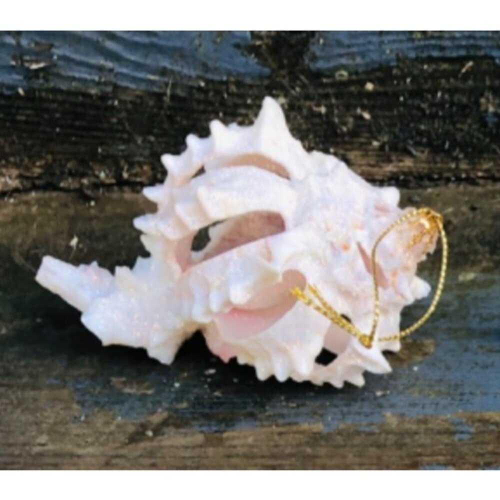Lot of 5 Handmade Glittered Seashell Christmas Ornaments Angel Murex Clam Coasta - Picture 7 of 11